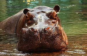 Hugo bez prawego kła. Opiekunowie uspokajają po urazie hipopotama