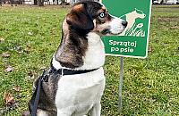 Śnieg stopniał, problem wrócił. Psie odchody na warszawskich trawnikach
