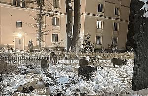 Warszawa zwiększy odstrzał dzików? Mieszkańcy skarżą się na coraz większy problem