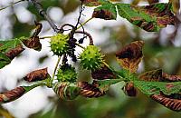 Legionowo zaprasza do programu Pomóżmy Kasztanowcom