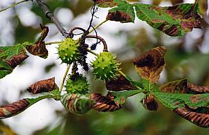 Legionowo zaprasza do programu Pomóżmy Kasztanowcom
