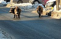 Dziki przy szkole. Odstrzelono już ponad sto