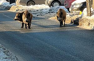 Dziki przy szkole. Odstrzelono już ponad sto
