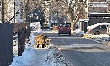 Dziki przy szkole. Odstrzelono już ponad sto