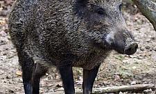 Dziki przy szkole. Odstrzelono już ponad sto