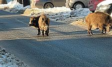 Dziki przy szkole. Odstrzelono już ponad sto