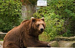 Sabina zwierzakiem lutego w warszawskim zoo. Internauci wybrali seniorkę ogrodu