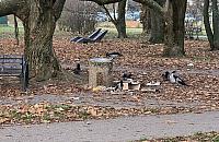 Park Górczewska zaśmiecają... ptaki. Czy jest na to sposób?