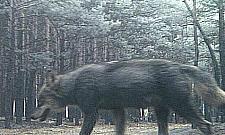 Wilki w lasach Choszczówki i Jabłonny