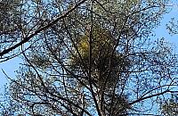 Jemioła atakuje lasy Choszczówki i Bukowca. Problem narasta