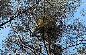 Jemioła atakuje lasy Choszczówki i Bukowca. Problem narasta