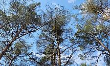 Jemioła atakuje lasy Choszczówki i Bukowca. Problem narasta