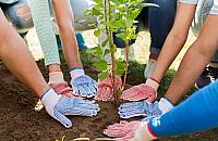 Zielone Legionowo 2026. Miasto rozdaje rośliny mieszkańcom