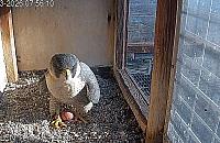 Sokoły wędrowne. Burzliwa historia ptasiej rodziny