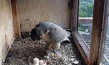 Sokoły wędrowne. Burzliwa historia ptasiej rodziny