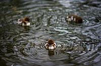 Akcja nurogęsi 2026 w Warszawie. Wolontariusze ruszają na pomoc ptakom