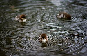 Akcja nurogęsi 2026 w Warszawie. Wolontariusze ruszają na pomoc ptakom