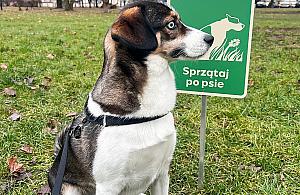 Mieszkańcy chcą więcej torebek na psie odchody. Co na to urząd?