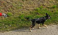 Mieszkańcy chcą więcej torebek na psie odchody. Co na to urząd?