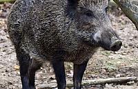 Dziki na Żoliborzu coraz częściej. Co robić przy spotkaniu?