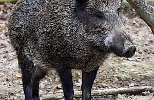 Coraz więcej dzików na Żoliborzu. Co robić przy spotkaniu?