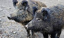 Coraz więcej dzików na Żoliborzu. Co robić przy spotkaniu?