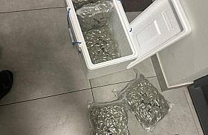 Narkotyki w przesyłce kurierskiej. Policja zatrzymała dwoje mieszkańców