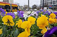 Wiosna na pętlach komunikacji miejskiej. 11 tys. bratków w Warszawie