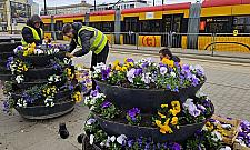 Wiosna na pętlach komunikacji miejskiej. 11 tys. bratków w Warszawie