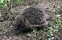 Zabierasz młode zwierzę? Możesz mu zaszkodzić. Straż miejska apeluje