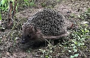 Zabierasz młode zwierzę? Możesz mu zaszkodzić. Straż miejska apeluje