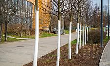 Drzewa ważniejsze niż parkingi przy szpitalu? Kontrowersje na Bródnie