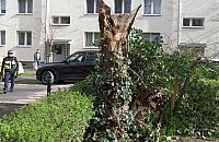 Wichura łamie drzewa. Strażnicy interweniują w całym mieście