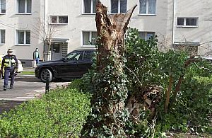 Wichura łamie drzewa. Strażnicy interweniują w całym mieście
