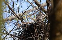 Krogulec wstrzymał budowę żłobka i przedszkola na Żoliborzu