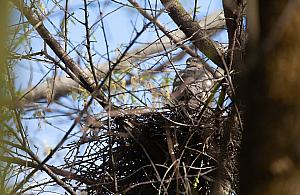 Krogulec wstrzymał budowę żłobka i przedszkola na Żoliborzu