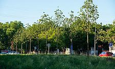 Gigantyczne koszty zieleni w Warszawie. Ile płacą mieszkańcy?