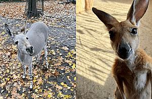 Warszawskie ZOO: finał Zwierzaka Miesiąca. Stefcia czy Zuzia?