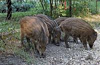 Coraz więcej dzików w Warszawie. Miasto reaguje na rosnące zagrożenie