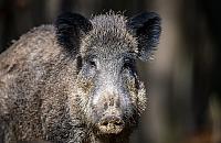 Dziki w Warszawie: coraz więcej zwierząt, coraz większy konflikt