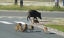 Dziki w Warszawie: coraz więcej zwierząt, coraz większy konflikt