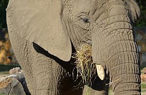 Dzień Ochrony Słoni w Warszawie. ZOO przypomina o zagrożeniach