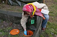 Wolontariusze uratowali setki płazów podczas migracji