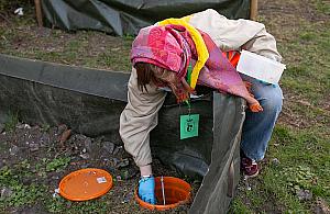 Wolontariusze uratowali setki płazów podczas migracji