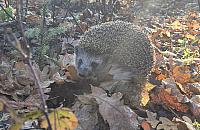 Jeże w Warszawie zagrożone. Będą tablice, ale nie przy drogach