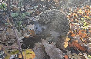 Jeże w Warszawie zagrożone. Będą tablice, ale nie przy drogach