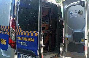 Nietrzeźwy pasażer w autobusie miał cudze dokumenty i telefon