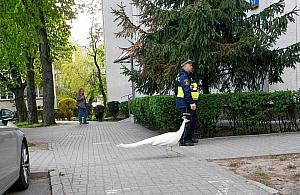 Biały paw na ulicach. Strażnicy odprowadzili go do Łazienek