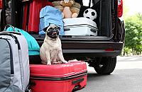 Podróżujesz z pupilem? Sprawdź, jak się przygotować