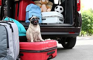 Podróżujesz z pupilem? Sprawdź, jak się przygotować
